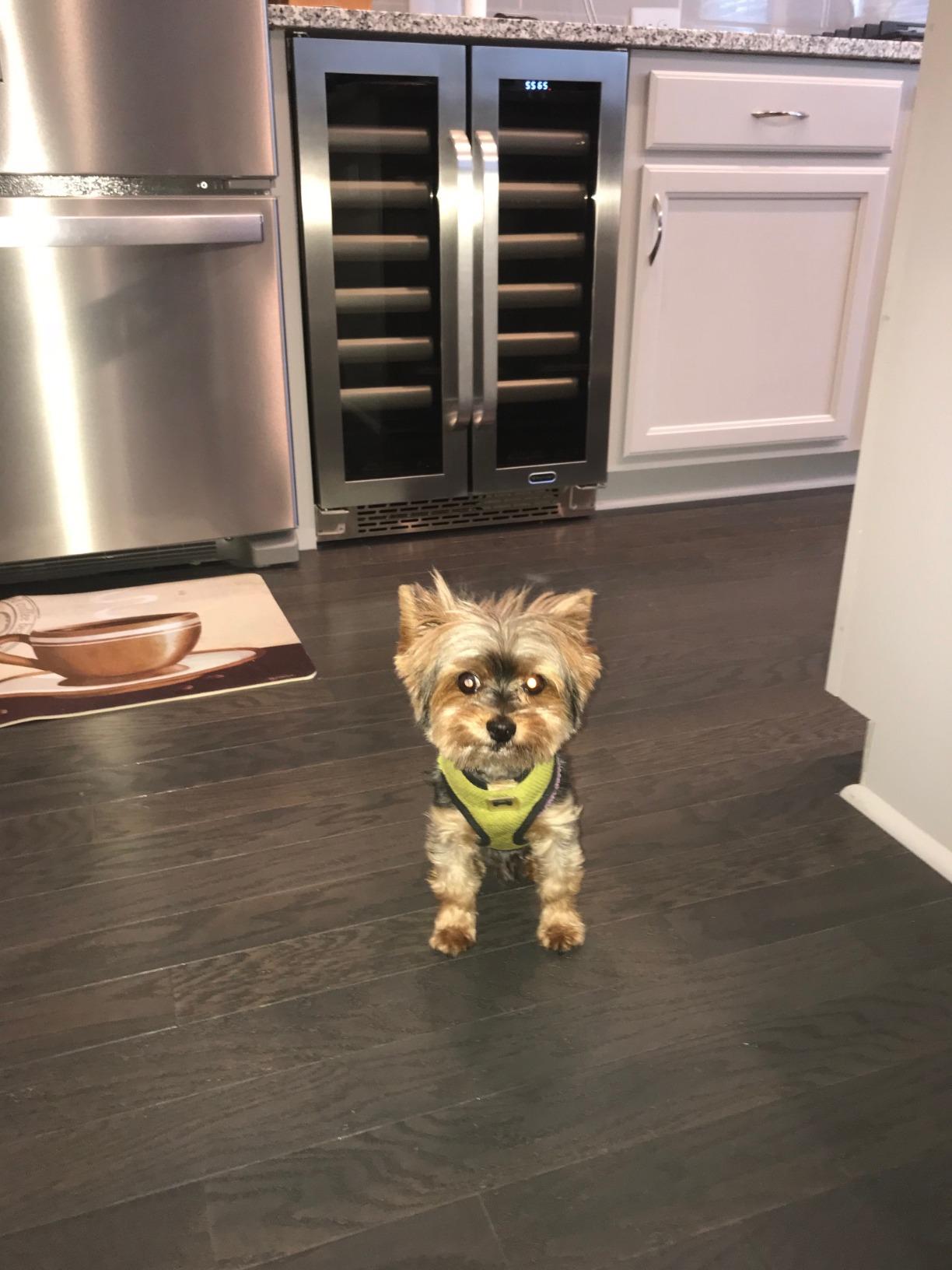 【Appliances】Whynter BWR-401DS 40 Bottle Stainless Steel Dual Zone Built Wine Refrigerators-Elite Series